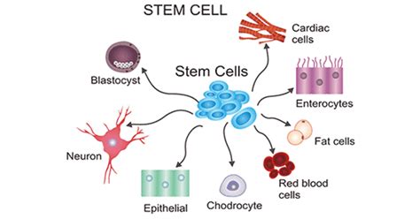 Stem cells - All about their unique abilities and more