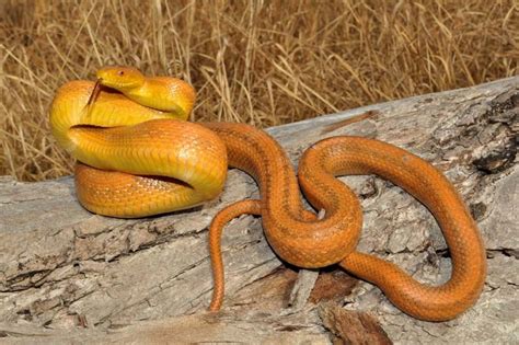 South Florida Yellow Rat Snake Elaphe obsoleta quadrivittata | Rat ...