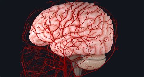 How calcium directs the blood flow in the brain’s capillaries