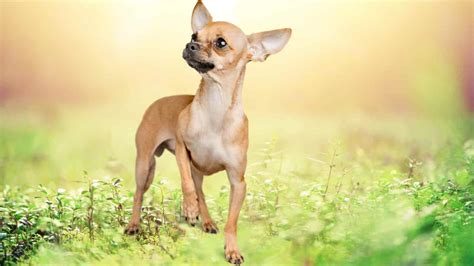 Chihuahua Tail Complete Guide (With Pictures) | Paws and Learn