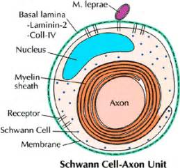 Remarkable Microbe Makes Stem Cells