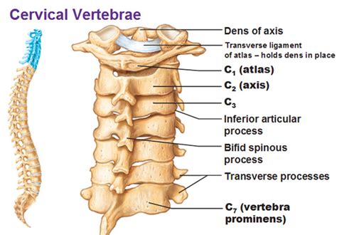 cervical vertebrae dens of axis atlas prominens c1 c2 c3 c7