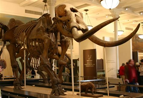 Michigan State Fossil | Mastodon