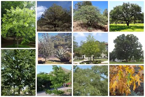 30 Best Oak Tree Varieties Of Texas Images Oak Tree Tree Texas Trees ...