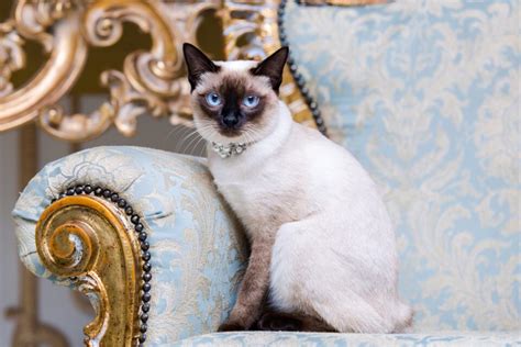 Chocolate Point Siamese Cat: Facts, Traits, Pictures & FAQs