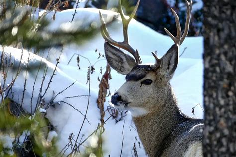 Winter Camping in a National Park: Unveiling the Best National Parks ...