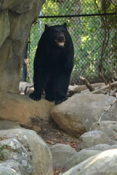 asheboro zoo: north american animals