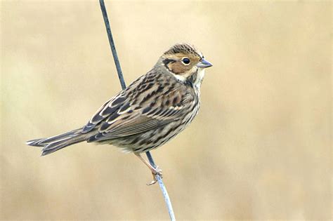 Reed, Little and Rustic Buntings photo ID guide - BirdGuides