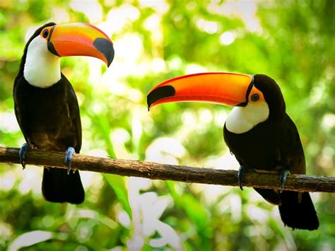 11 toucan species