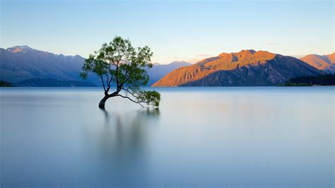 That Wanaka Tree Vacation Rentals, NZL: house rentals & more | Vrbo