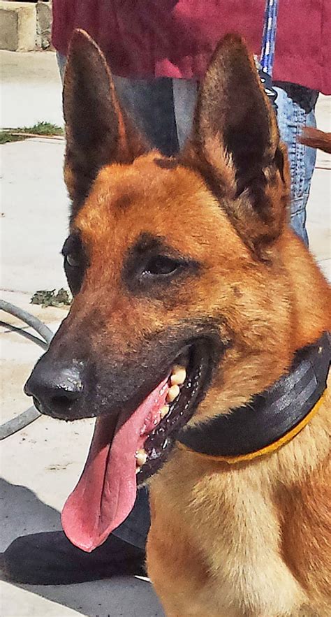 Mac | Belgian Malinois K-9 Police Dogs For Sale | Ruidoso Malinois