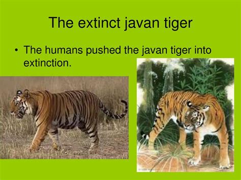 PPT - Javan tiger PowerPoint Presentation, free download - ID:3035098