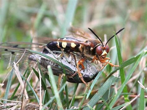 The Complete Guide To Cicada Killer Wasps In New Jersey