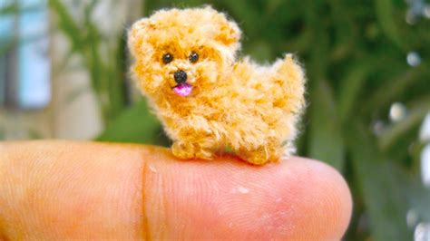 20 Smallest Dog Breeds In The World - YouTube