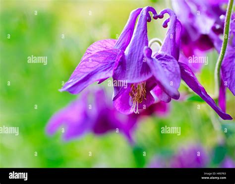 Old fashioned perennial hi-res stock photography and images - Alamy