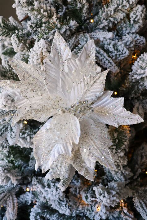 White Poinsettia | Merry and Joy Christmas Co