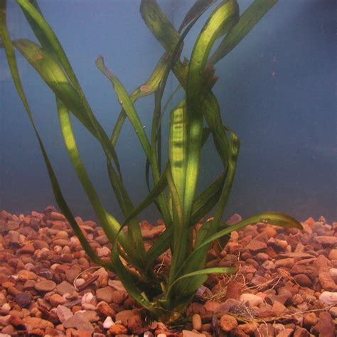 Vallisneria | Eelgrass Submerged Plant | The Pond Guy