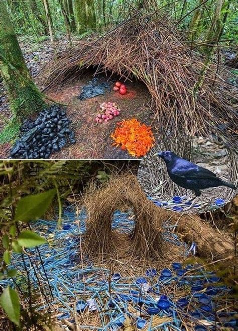 Bower Birds create elaborate structures & place a variety of brightly colored items in & around ...