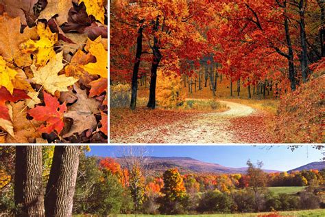 Eat Your Way Through Fall At Treetops Resort With Fall Color Tour