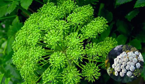 Is Angelica Good For Hair Growth? Angelica Root Benefits And Uses