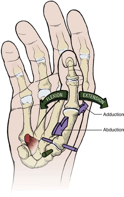 Structure and Function of the Hand | Musculoskeletal Key