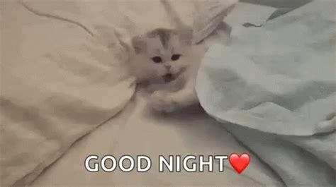 Kitty Kitten GIF - Kitty Kitten Cat - Discover & Share GIFs