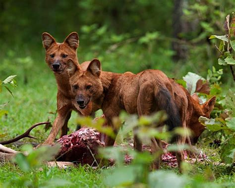 Most Endangered Animals In India | Cute Animals