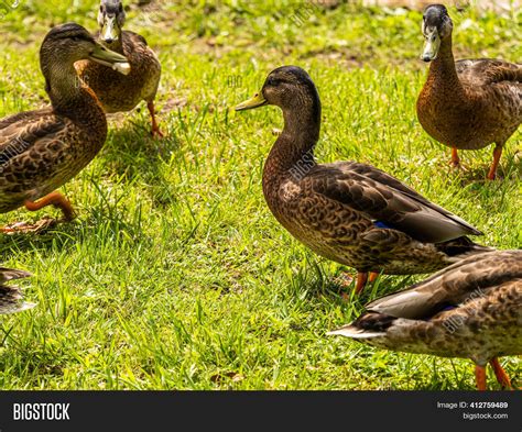 Ducks On Pond Park. Image & Photo (Free Trial) | Bigstock