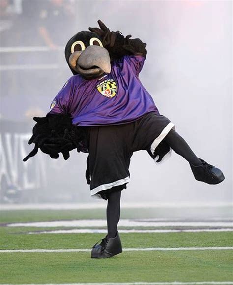 Ravens Mascot "Poe" | Baltimore ravens football, Ravens football, Nfl ravens