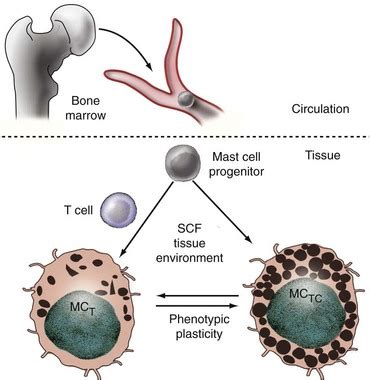 Mast Cells | Musculoskeletal Key