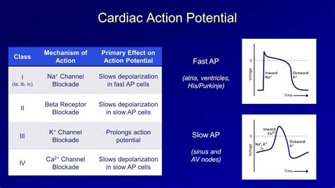 Antiarrhythmics (Lesson 1 - An Introduction) - YouTube