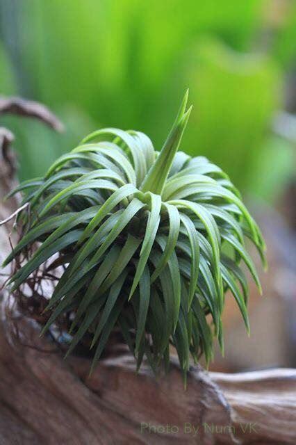 Tillandsia ionantha by Num VK Weird Plants, Unusual Plants, Rare Plants ...