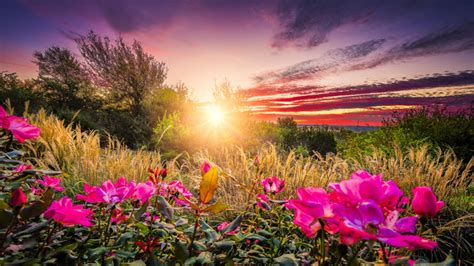 206,368 BEST Sunrise Flowers IMAGES, STOCK PHOTOS & VECTORS | Adobe Stock