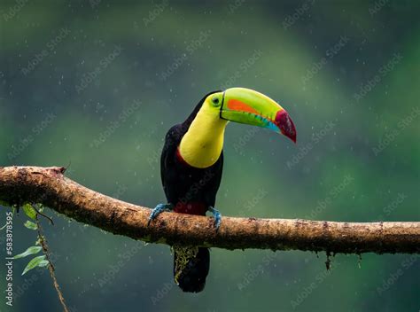 Toucan of rainforest, fantastic bird under heavy rain, Costa Rica Stock Photo | Adobe Stock