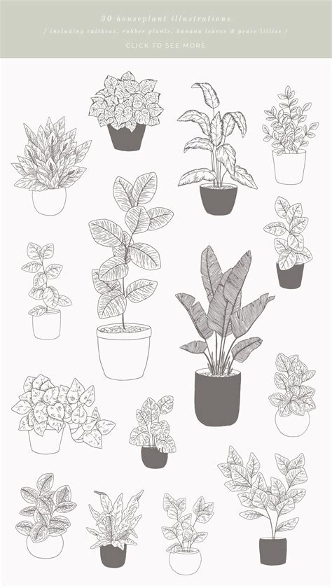 House Plants Vector Illustrations | Plant drawing, Plant sketches ...