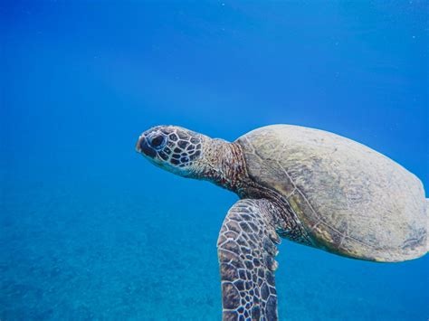 Beginner Snorkeling Tips For Awesome And Safe Adventures