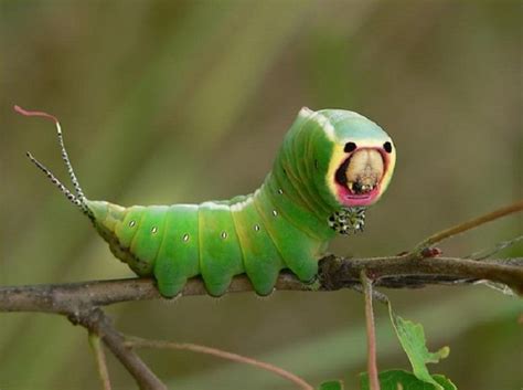 This Caterpillar is Dangerous! Beware of the Puss Moth Caterpillar - 2NGAW!