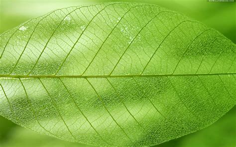 leaf texture background image