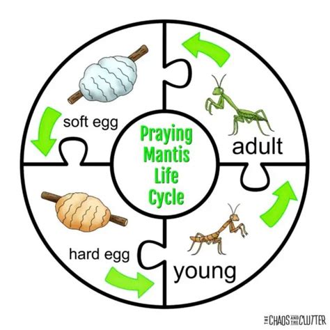 Praying Mantis Life Cycle Sensory Bin | Praying mantis life cycle, Life ...