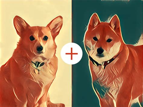 What You Need To Know About The Corgi Inu - Shiba Inu HQ