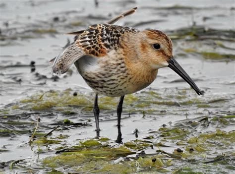 Dunlin: características, reprodução, habitat e alimentação | Pássaros