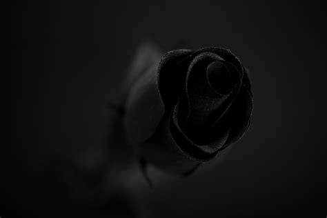 Black Rose Wallpaper HD Free Download