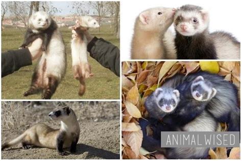 Types of Ferret According to their Size, Color and Coat