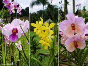 Orchids Take Center Stage – FanningSparks