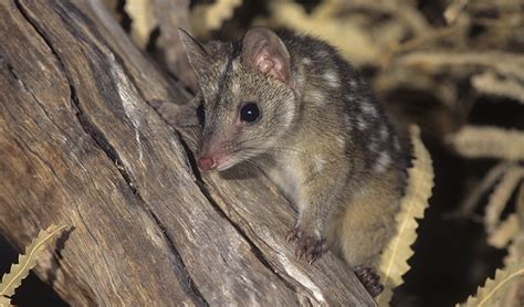 Help save quolls - Australian Geographic