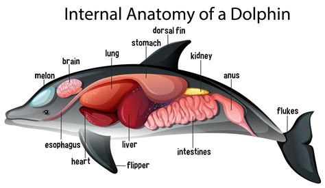 Dolphin Internal Anatomy