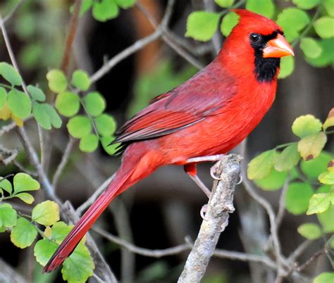 Northern Cardinal Bird - Pets