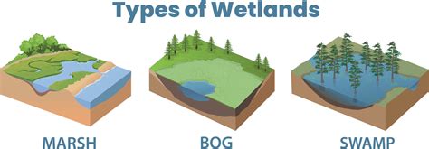 Wetland Ecosystem