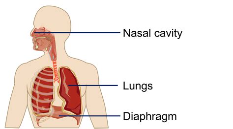Respiratory System Diaphragm Function