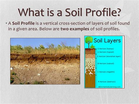 PPT - The Soil Profile PowerPoint Presentation, free download - ID:9580420